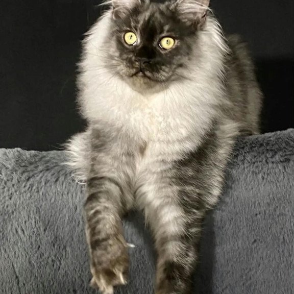 Maine Coon NOV Feya
