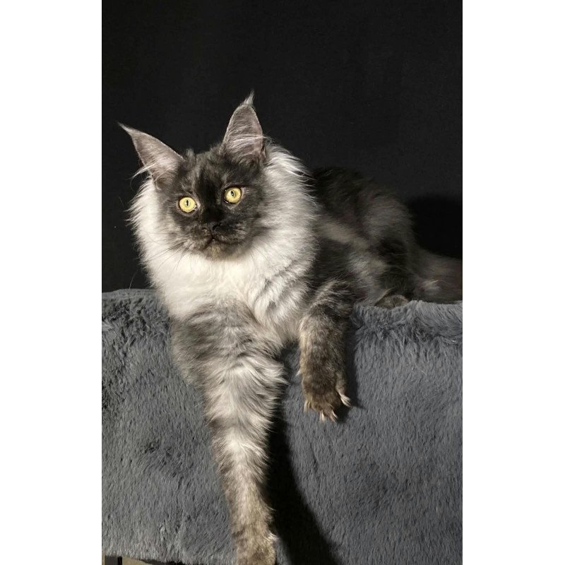 Maine Coon NOV Feya