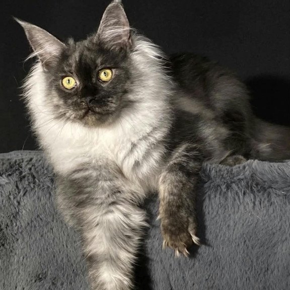 Maine Coon NOV Feya