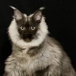 Maine Coon NOV Grace1