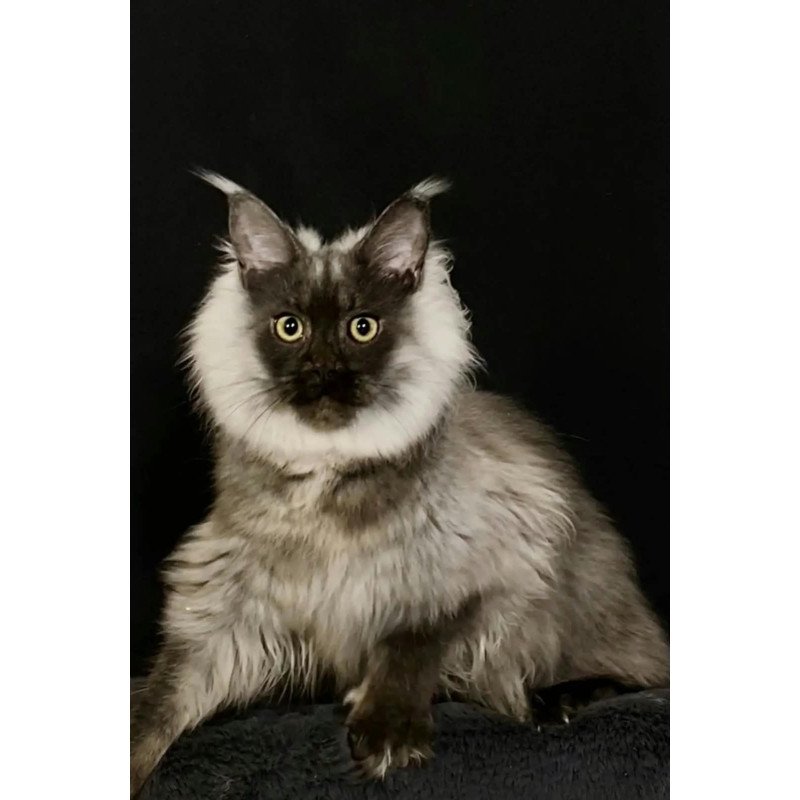 Maine Coon NOV Grace1