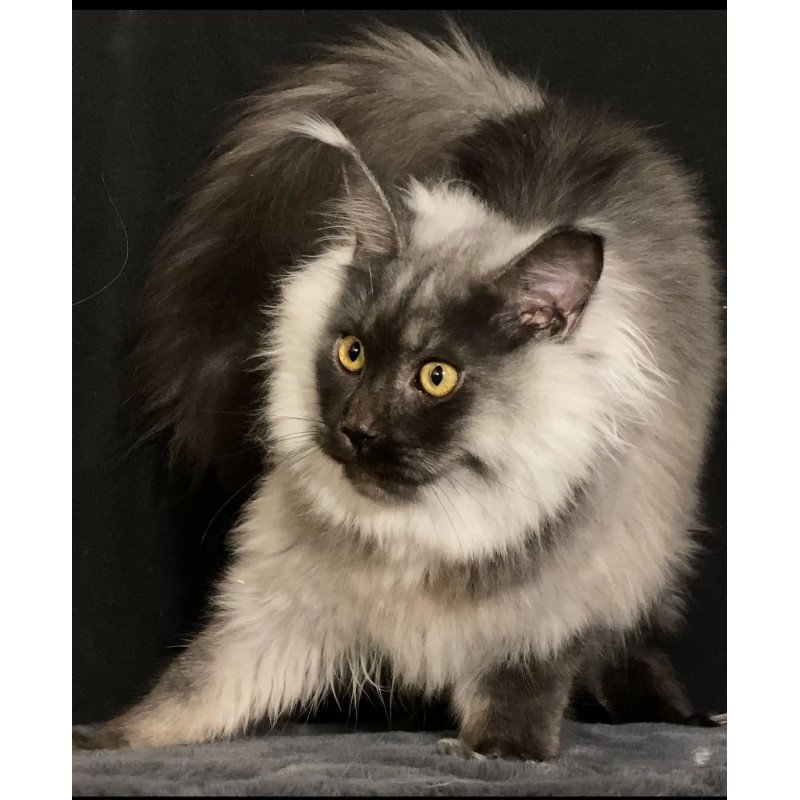 Maine Coon NOV Grace1