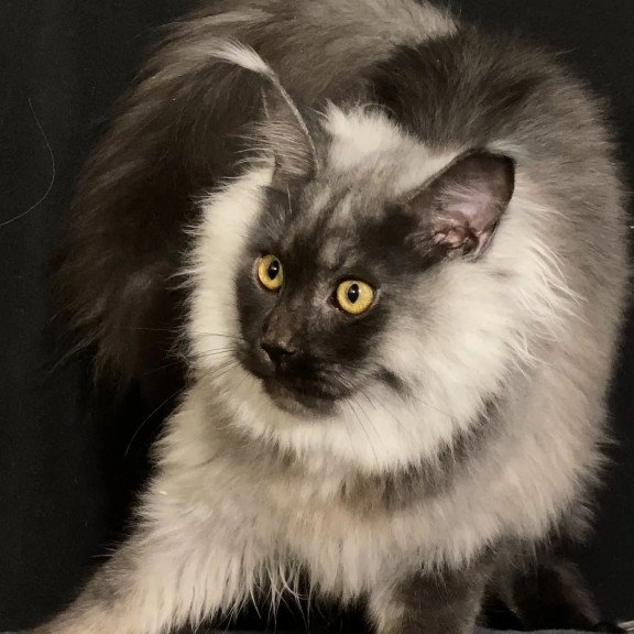 Maine Coon NOV Grace1