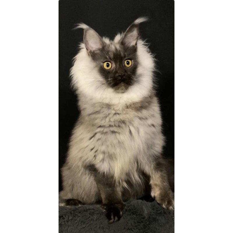 Maine Coon NOV Grace1