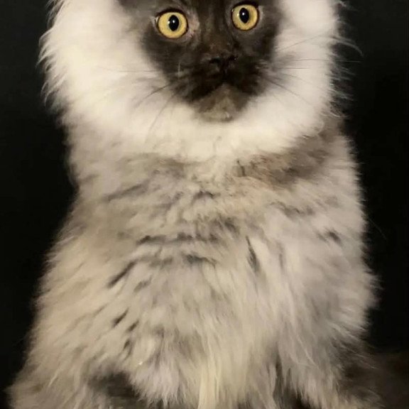 Maine Coon NOV Grace1