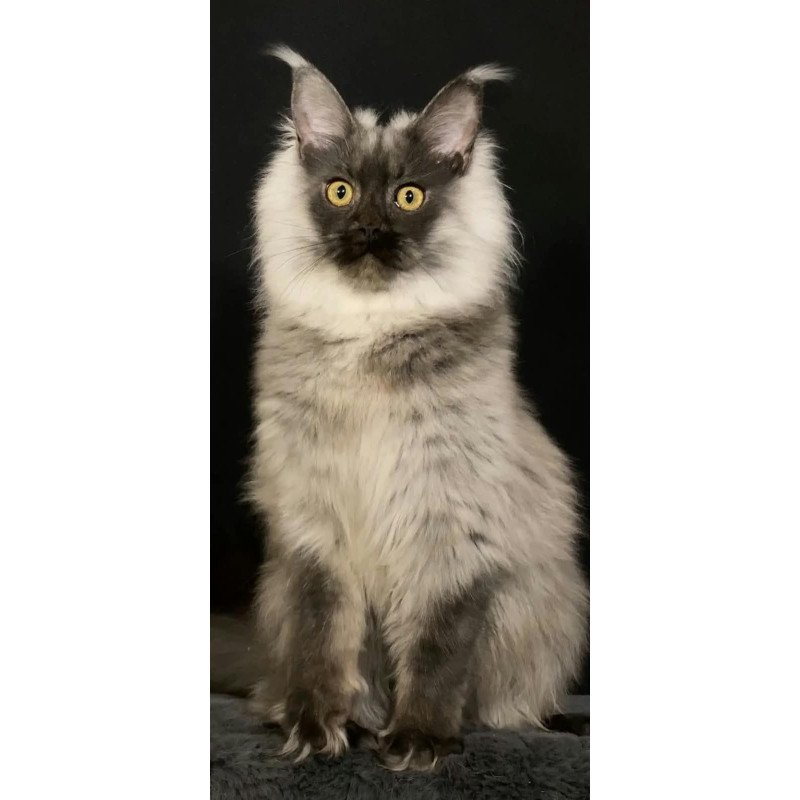 Maine Coon NOV Grace1