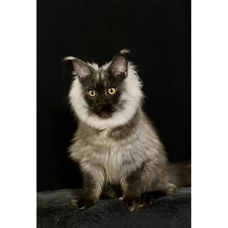 Maine Coon NOV Grace1