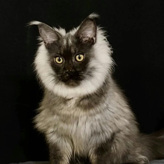 Maine Coon NOV Grace1