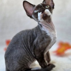 Devon Rex Eclair