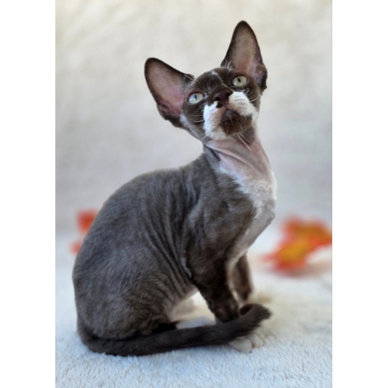Devon Rex Eclair