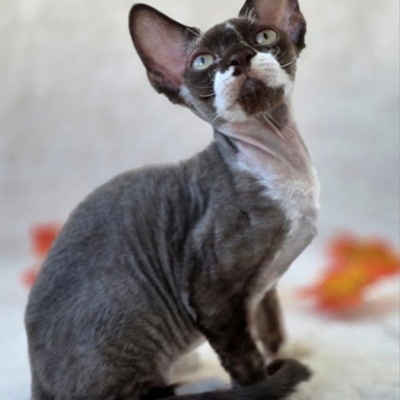 Devon Rex Eclair
