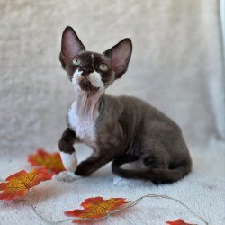 Devon Rex Eclair