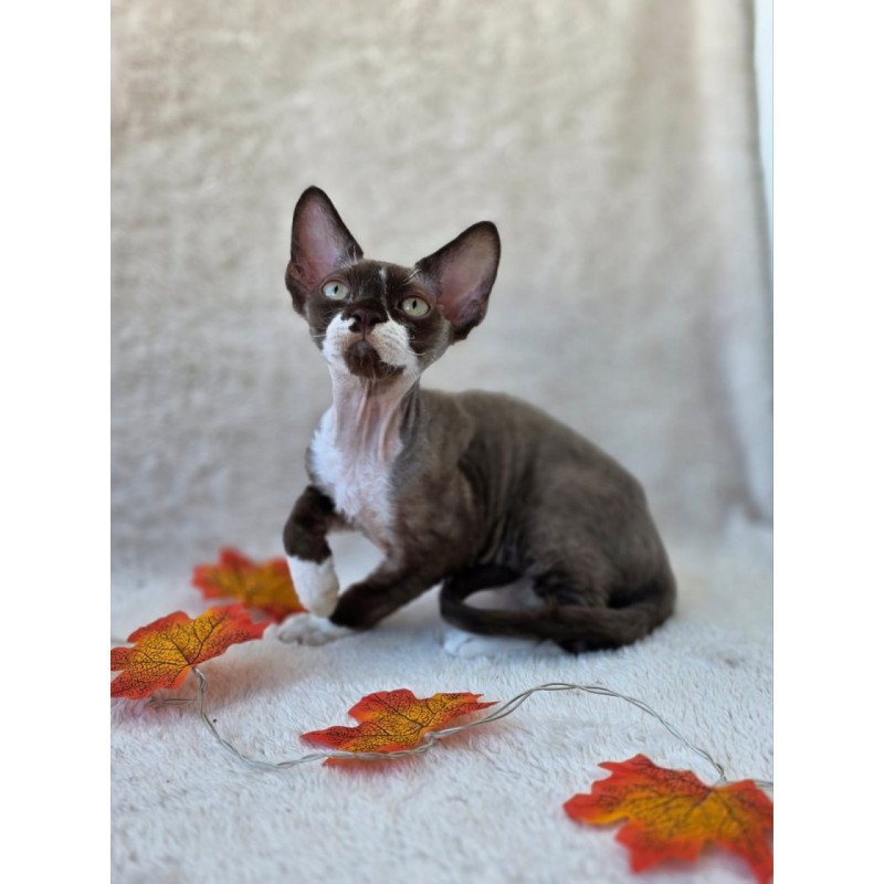 Devon Rex Eclair