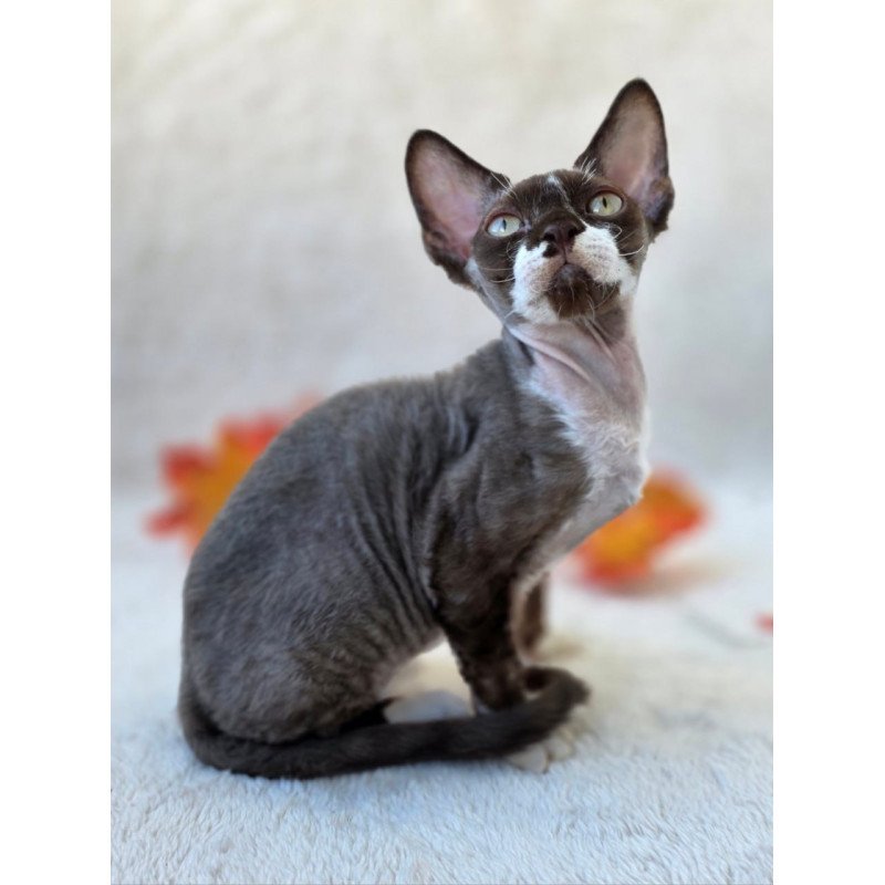 Devon Rex Eclair