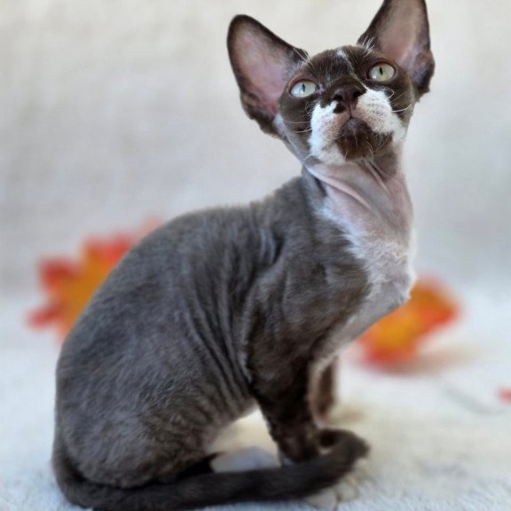 Devon Rex Eclair