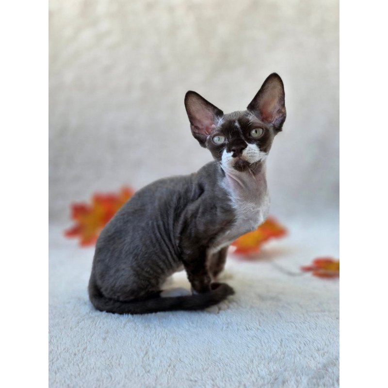 Devon Rex Eclair