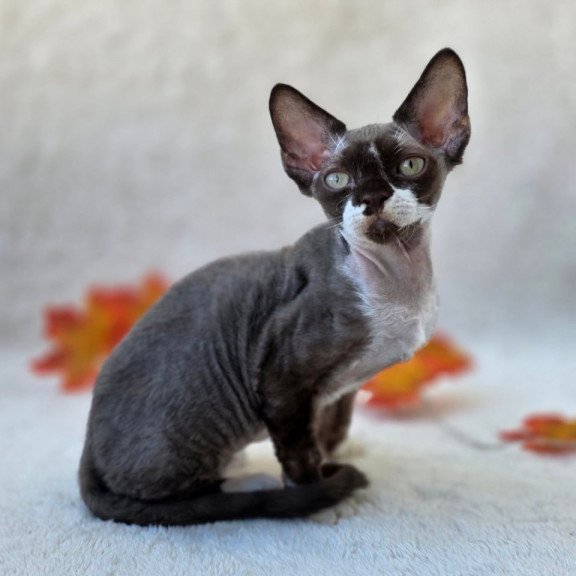 Devon Rex Eclair
