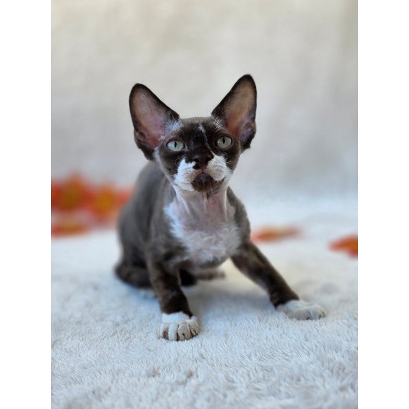 Devon Rex Eclair