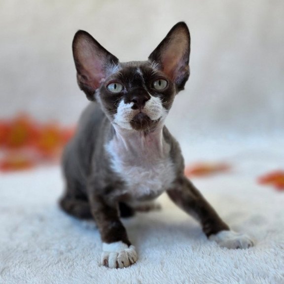 Devon Rex Eclair