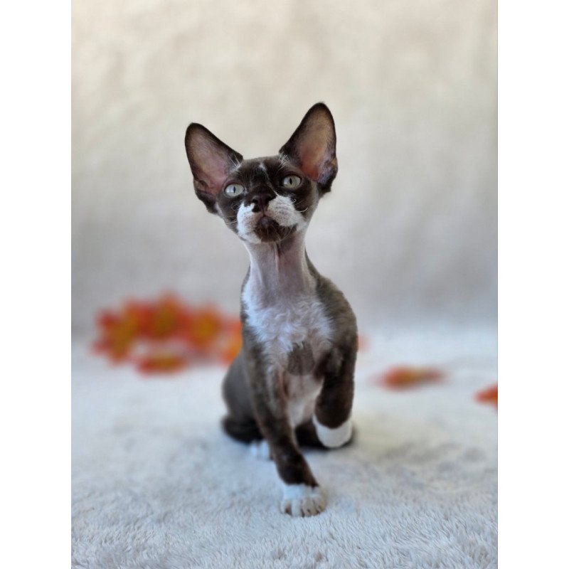 Devon Rex Eclair