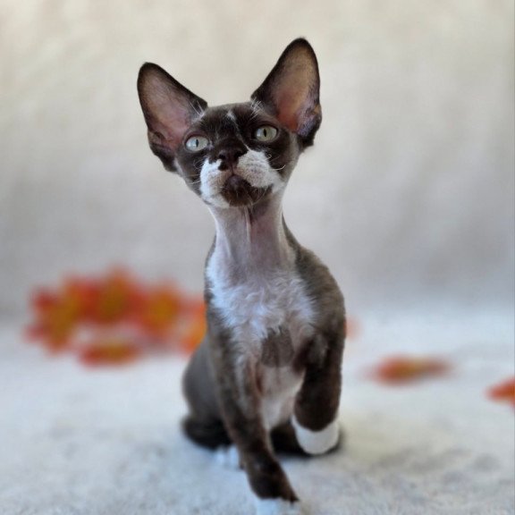 Devon Rex Eclair