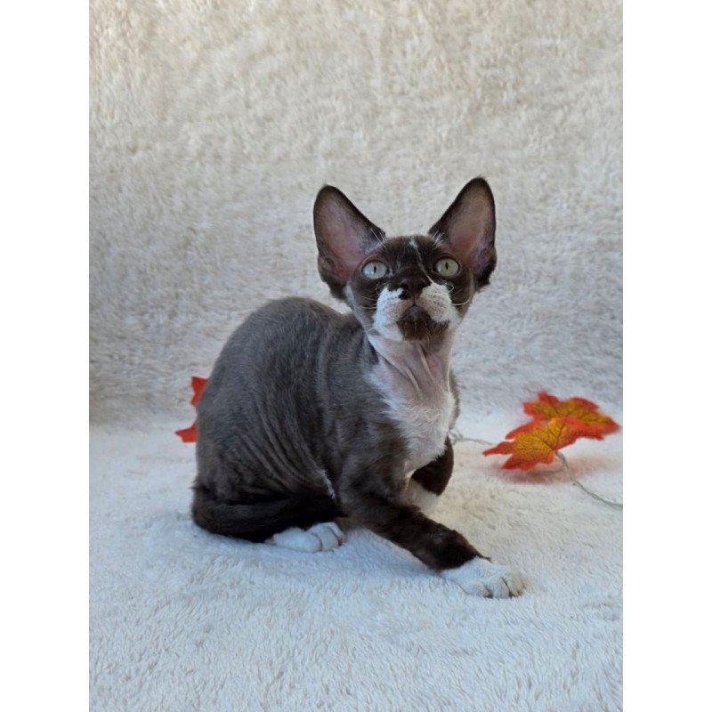 Devon Rex Eclair