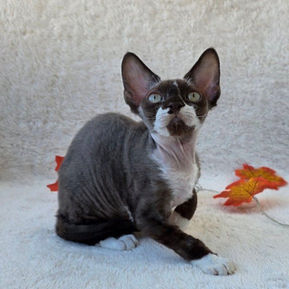 Devon Rex Eclair
