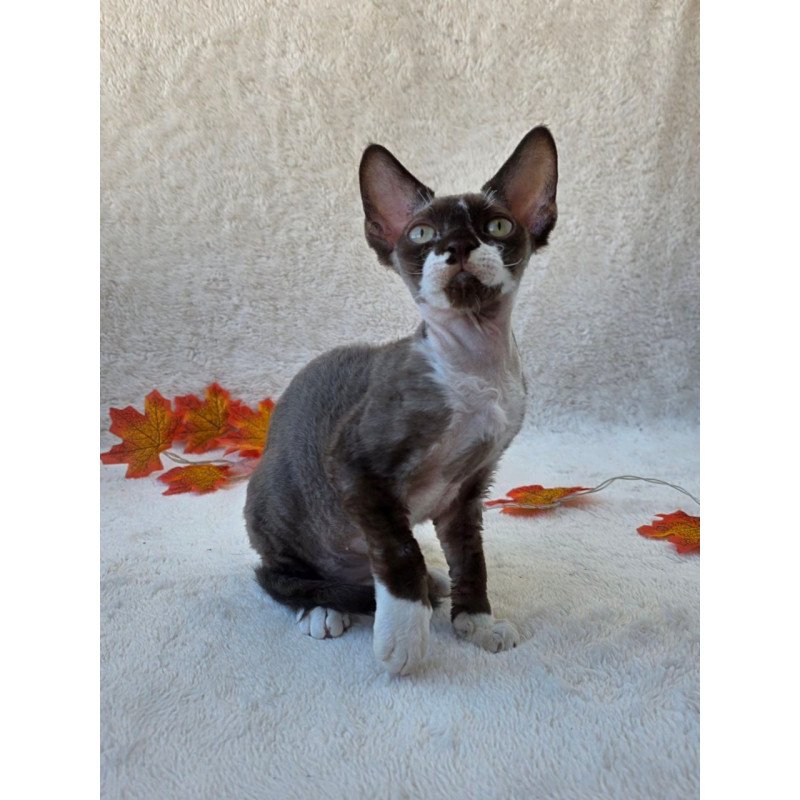 Devon Rex Eclair