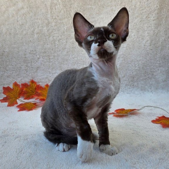 Devon Rex Eclair