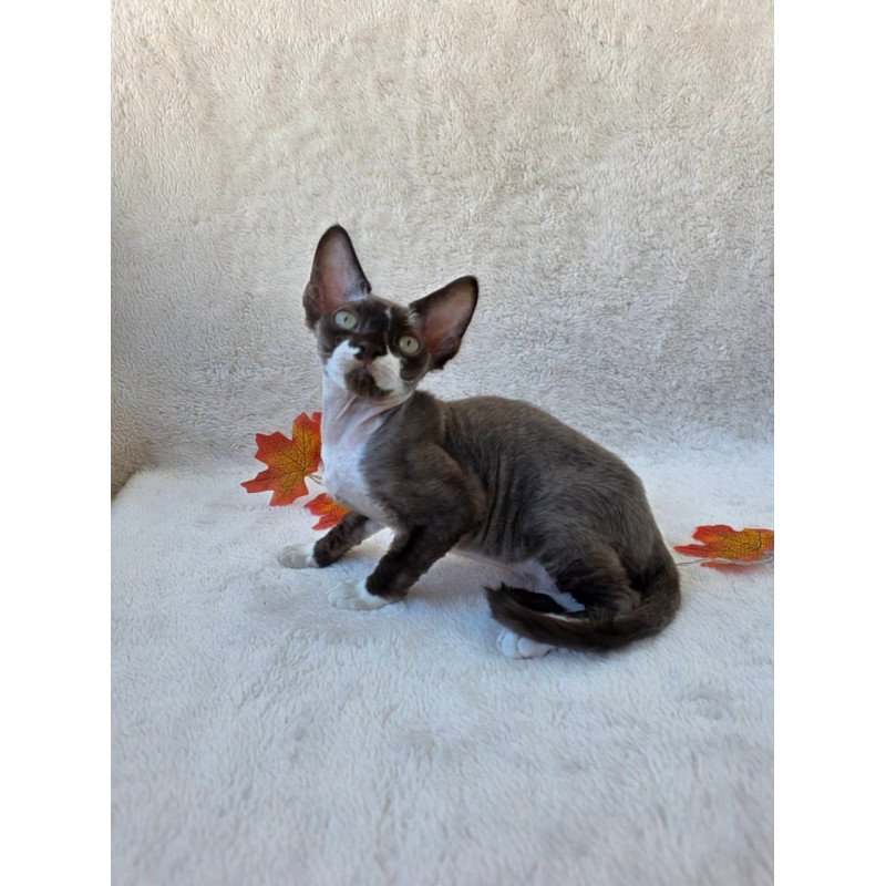 Devon Rex Eclair