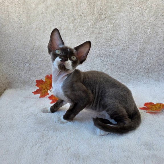 Devon Rex Eclair