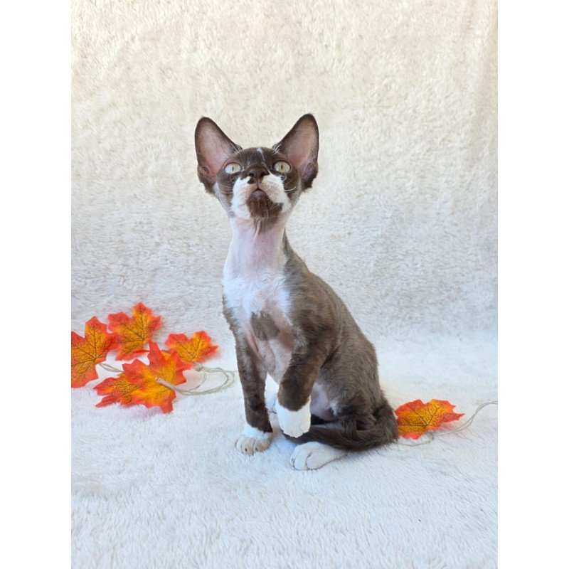 Devon Rex Eclair