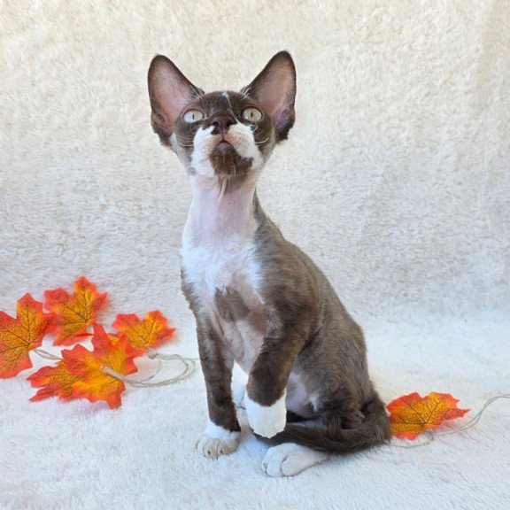 Devon Rex Eclair