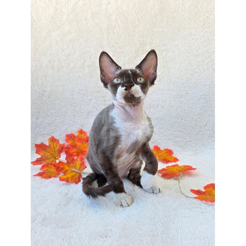 Devon Rex Eclair