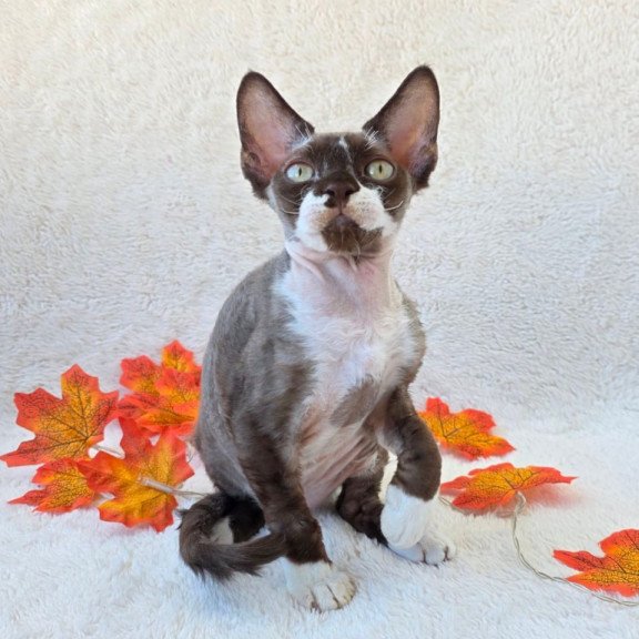 Devon Rex Eclair