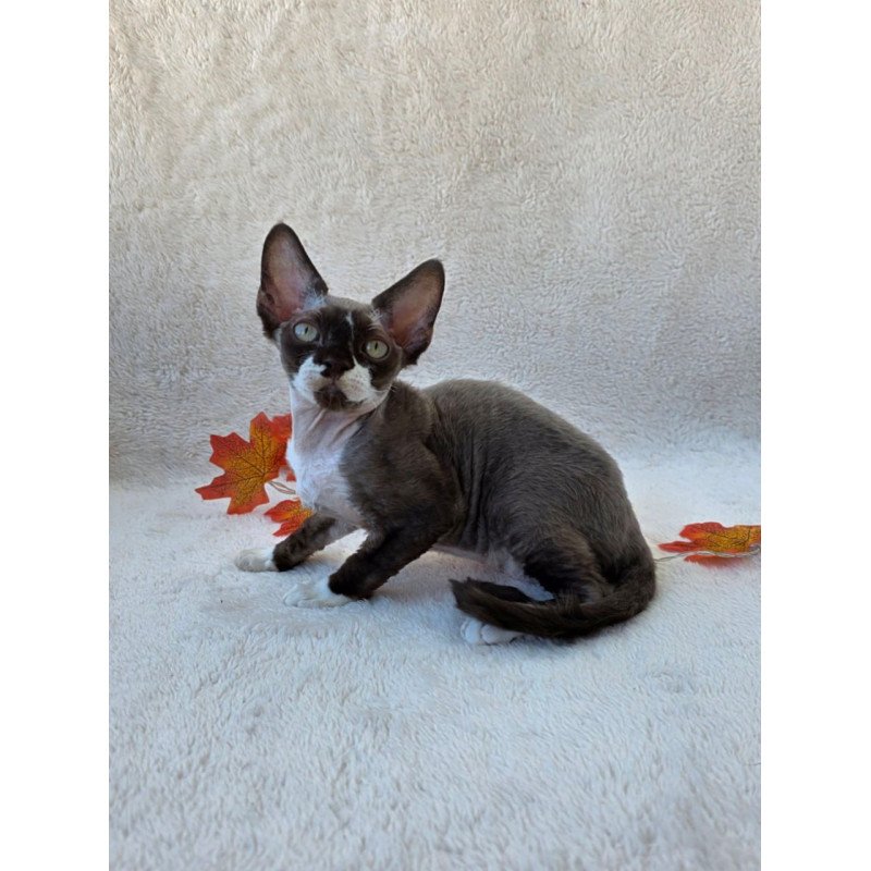 Devon Rex Eclair