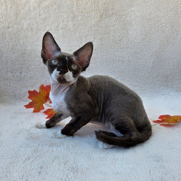 Devon Rex Eclair