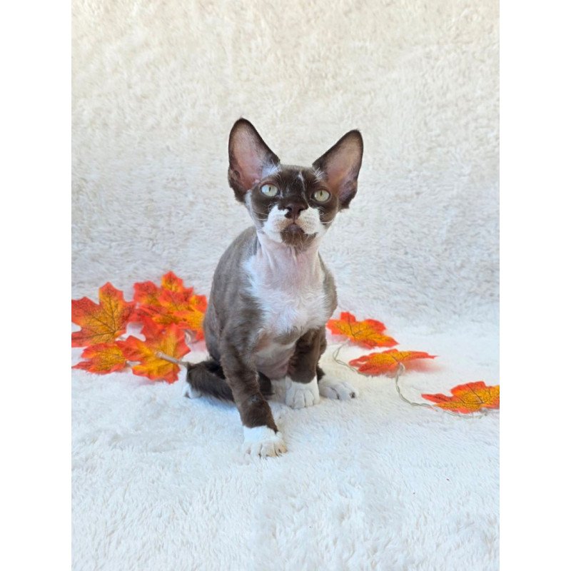 Devon Rex Eclair