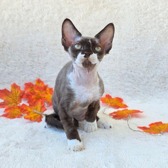Devon Rex Eclair