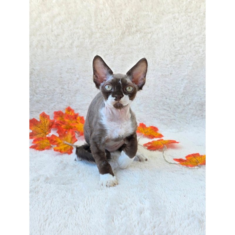 Devon Rex Eclair