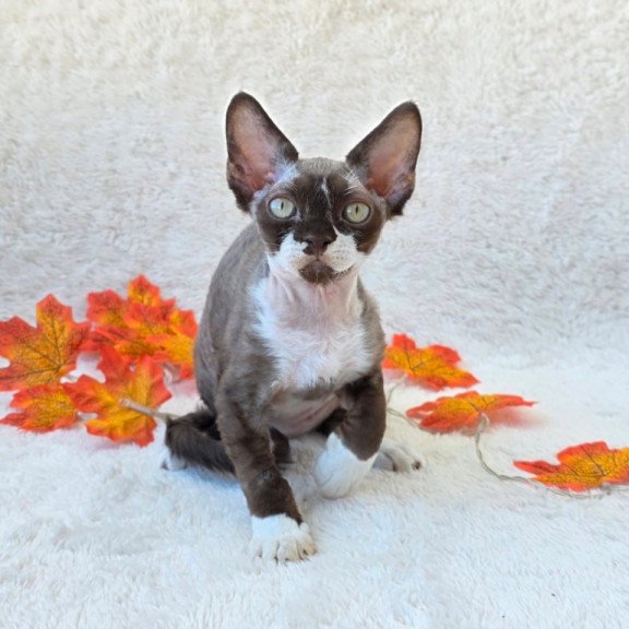 Devon Rex Eclair