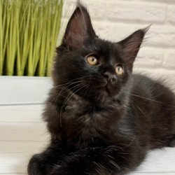 Maine Coon Jack