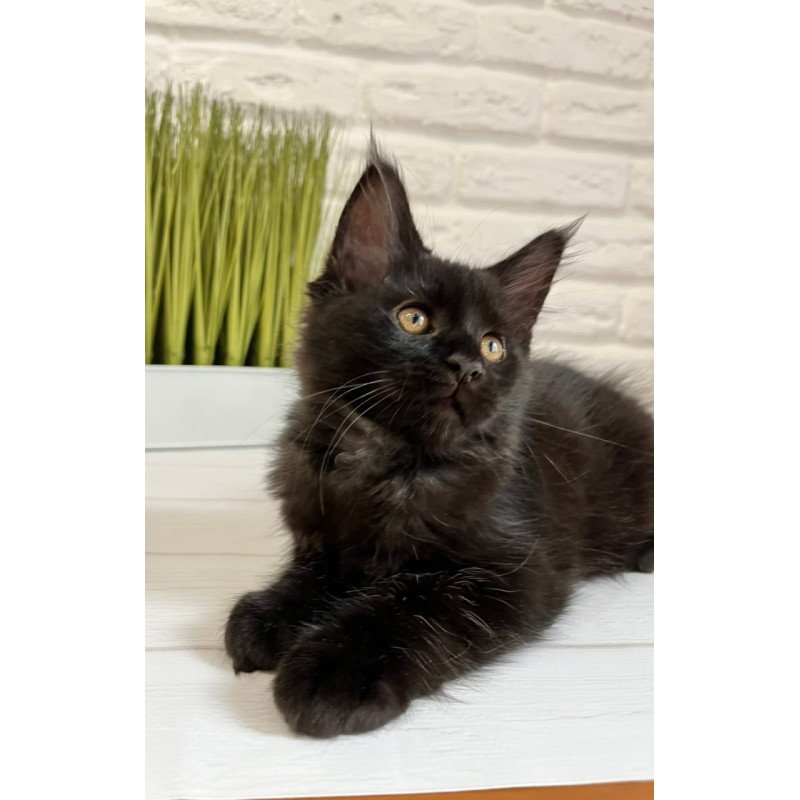 Maine Coon Jack