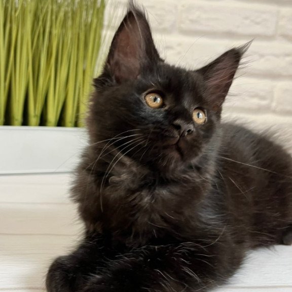 Maine Coon Jack