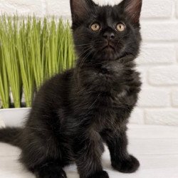 Maine Coon Jack