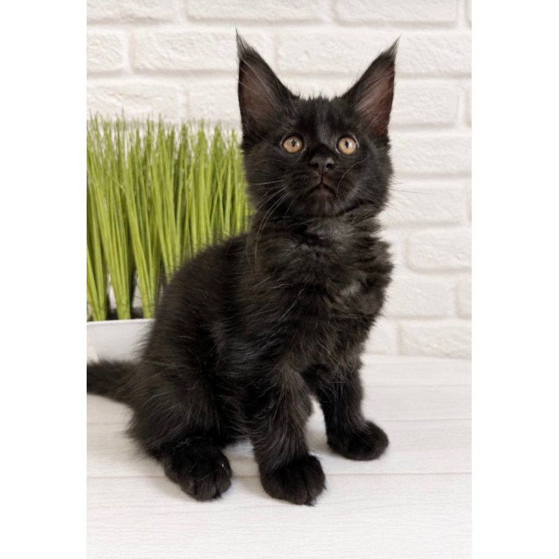 Maine Coon Jack