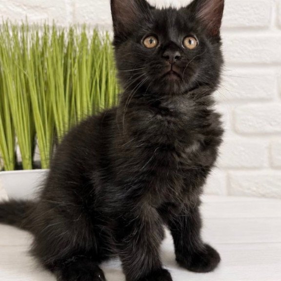 Maine Coon Jack