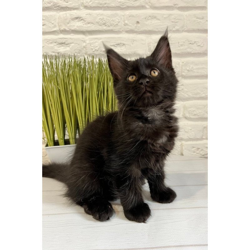 Maine Coon Jack