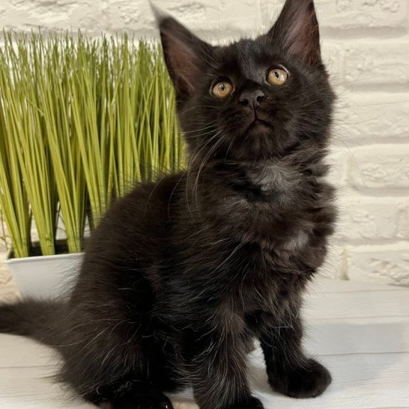 Maine Coon Jack