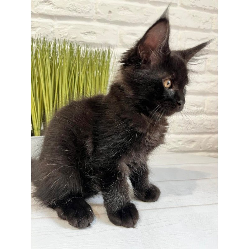 Maine Coon Jack